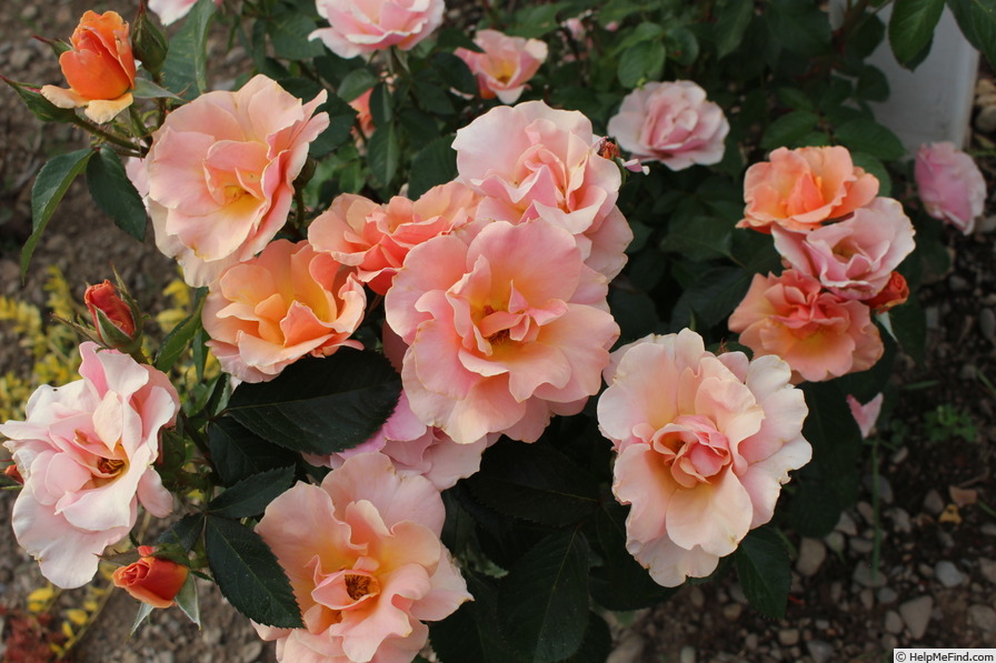 'Honey Nectar™' rose photo