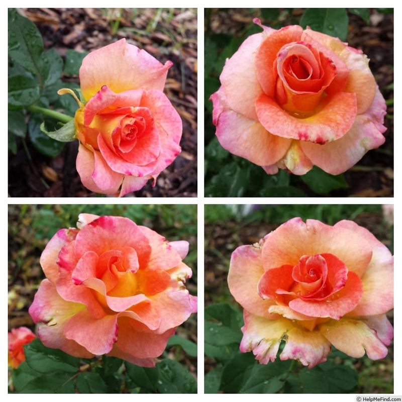 'Mardi Gras ™ (floribunda, Zary 2007)' rose photo