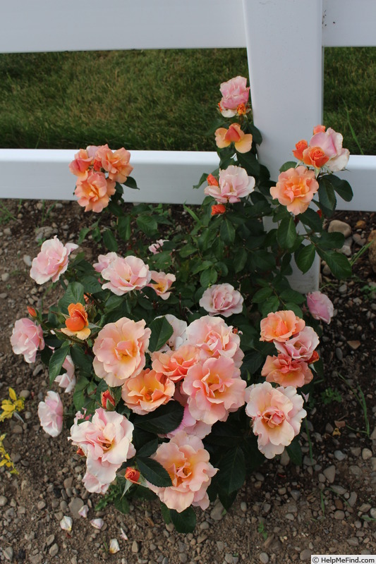 'Honey Nectar™' rose photo