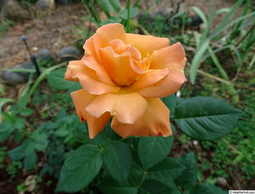 'Razzle Dazzle (floribunda, Fryer, 1997)' rose photo