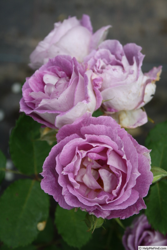 'Edith (shrub, Schade 2012)' rose photo