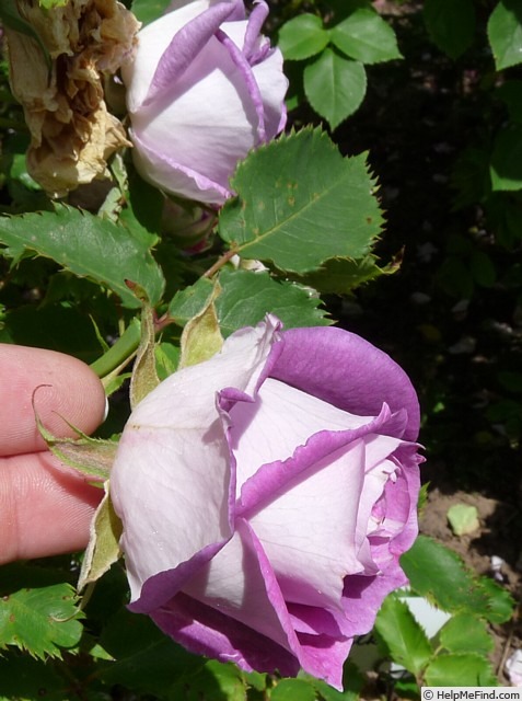 'Edith (shrub, Schade 2012)' rose photo