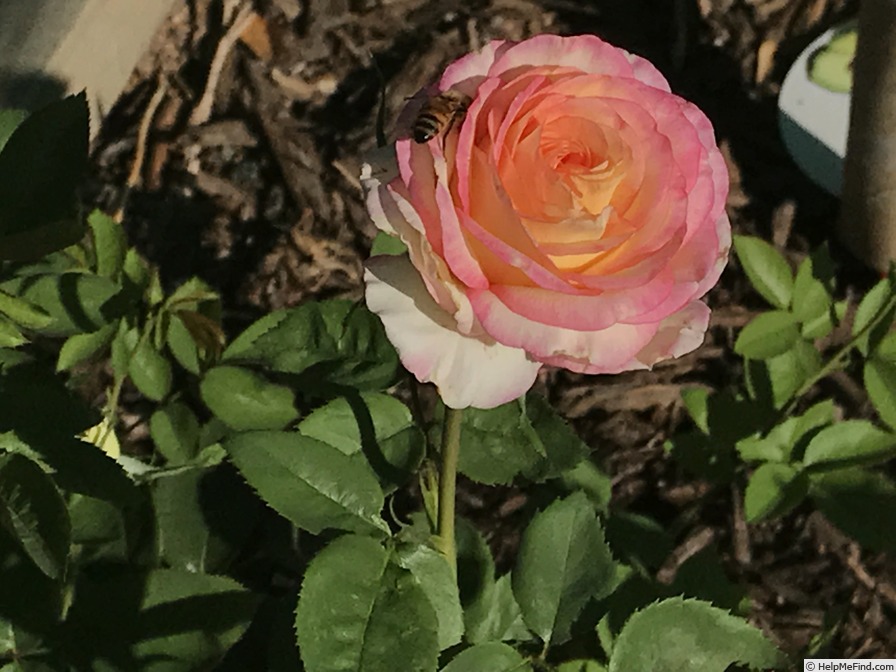 'Mitsouko ®' rose photo