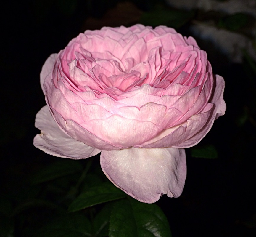 'Mon Coeur' rose photo
