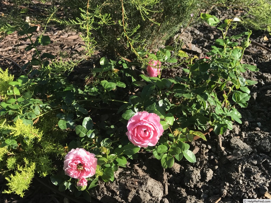 'Chantal Mérieux ®' rose photo
