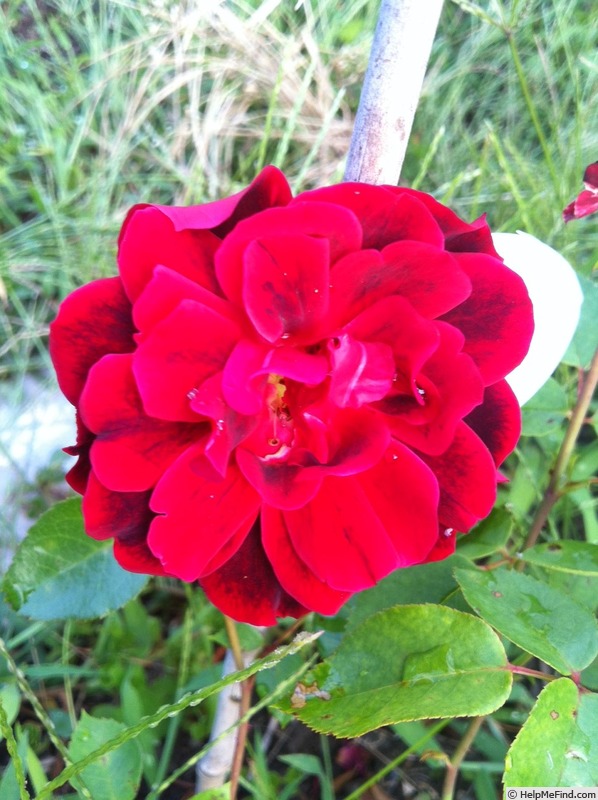 'A Knight in Black' rose photo