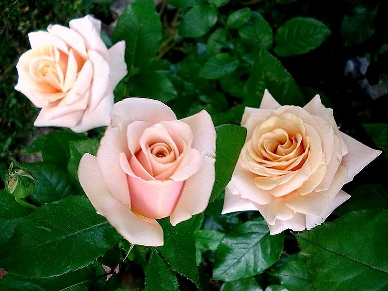 'Paul Ricard ®' rose photo