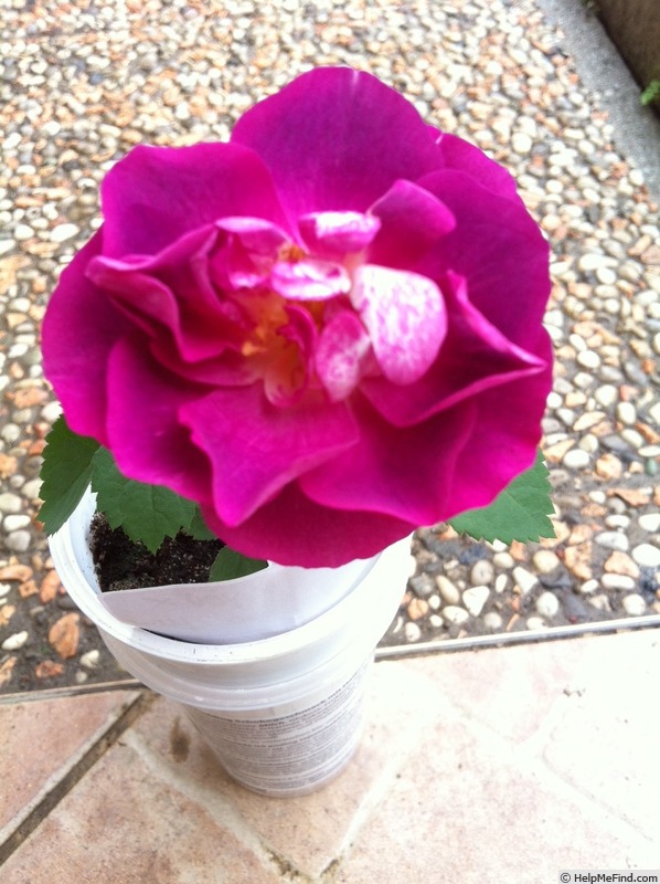 'DPG-2016-8-1_S1' rose photo