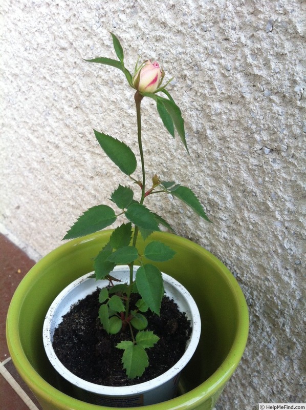 'DPG-2016-8-1_S5' rose photo