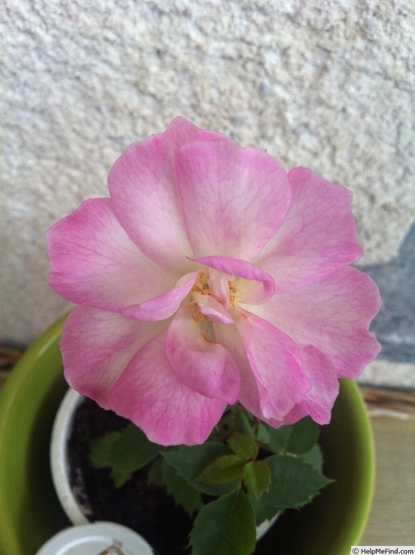 'DPG-2016-8-1_S5' rose photo