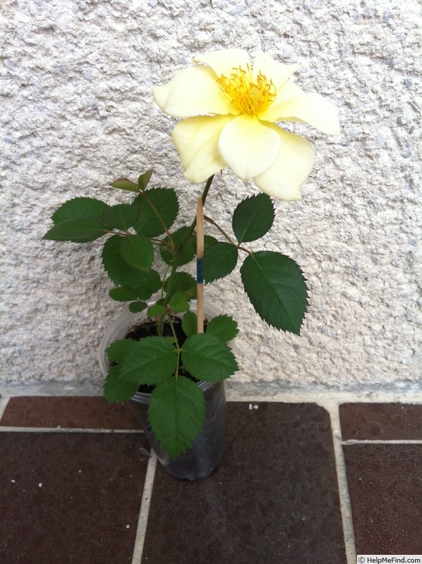 'DPG-mop pap 1-1' rose photo