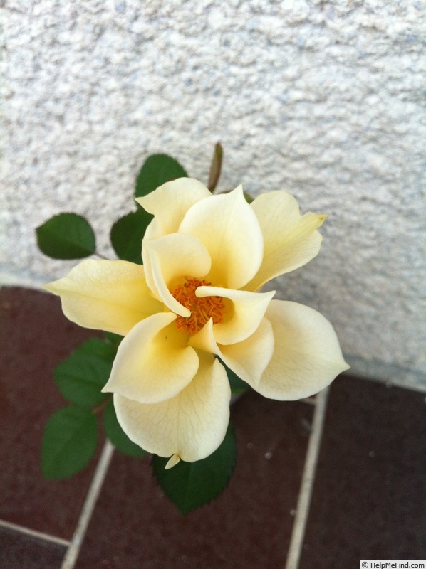 'DPG-mop pap 1-1' rose photo
