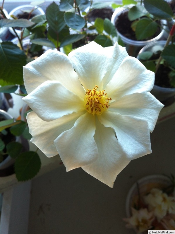 'DPG-mop pap 1-1' rose photo