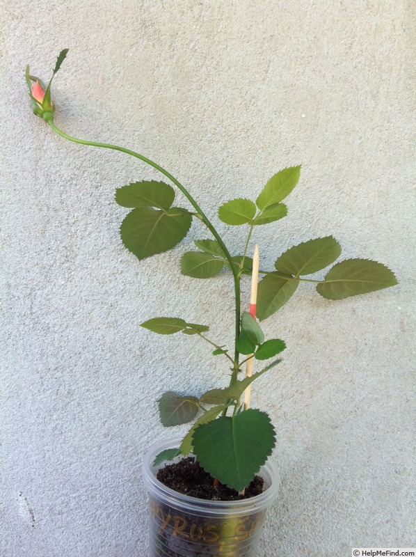 'DPG-mop pap 1-2' rose photo