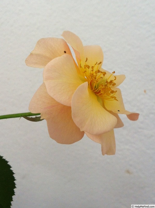'DPG-mop pap 1-2' rose photo