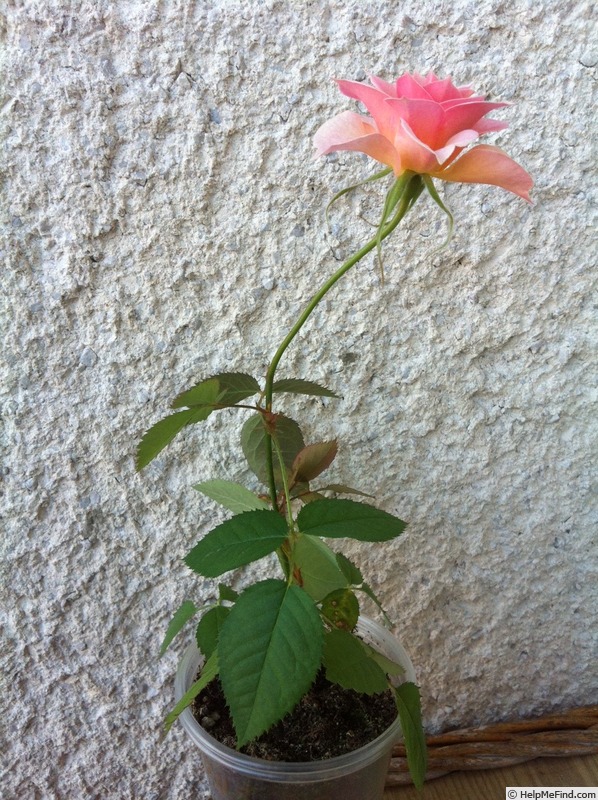 'DPG-mop pap 2-1' rose photo