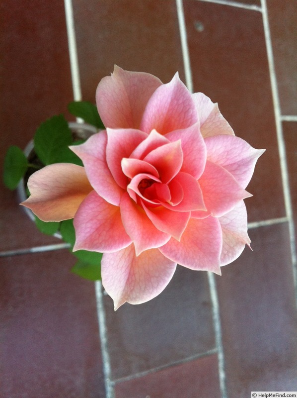 'DPG-mop pap 2-1' rose photo