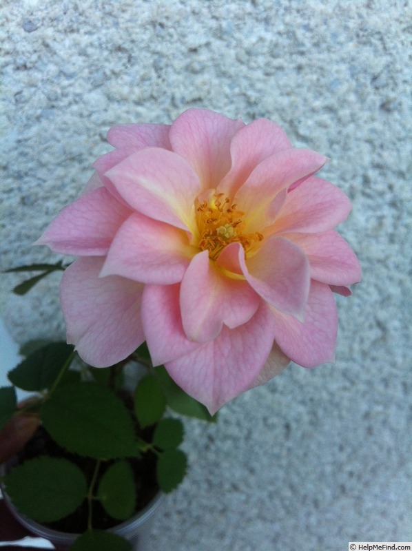 'DPG-mop pap 2-1' rose photo