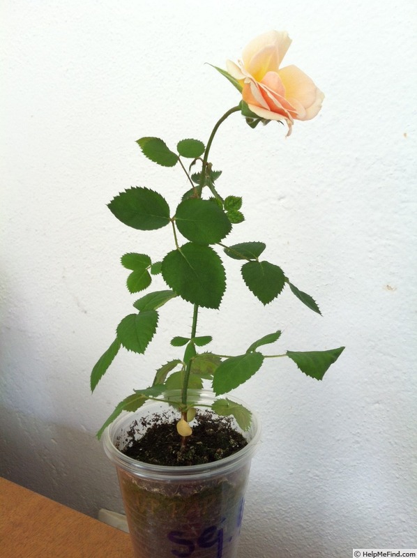 'DPG-mop pap 2-4' rose photo