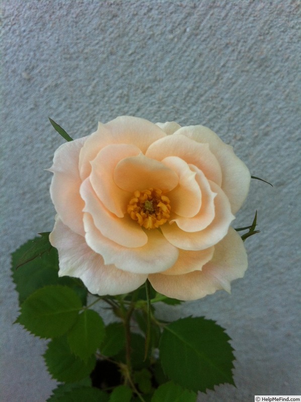 'DPG-mop pap 2-4' rose photo