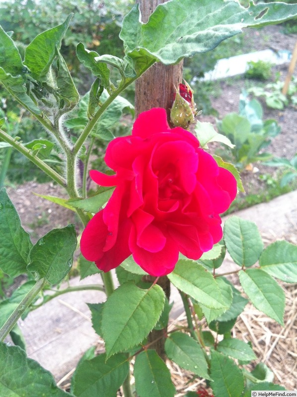 'DPG-240215-1X' rose photo