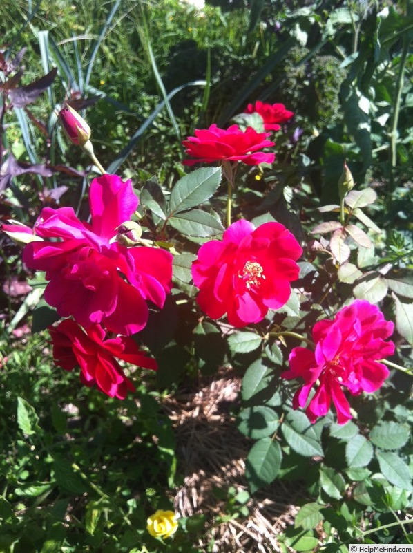 'DPG-240215-1X' rose photo
