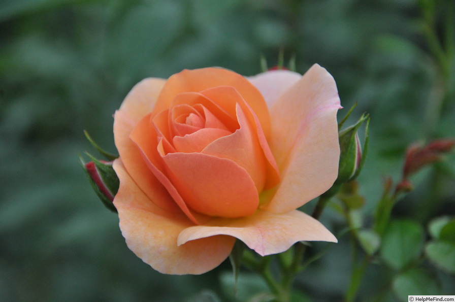 'Aprikola ®' rose photo