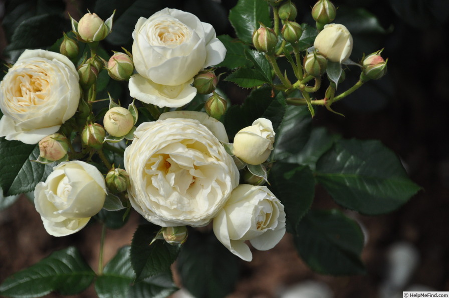'Artemis ® (shrub, Evers/Tantau, 2004/09)' rose photo