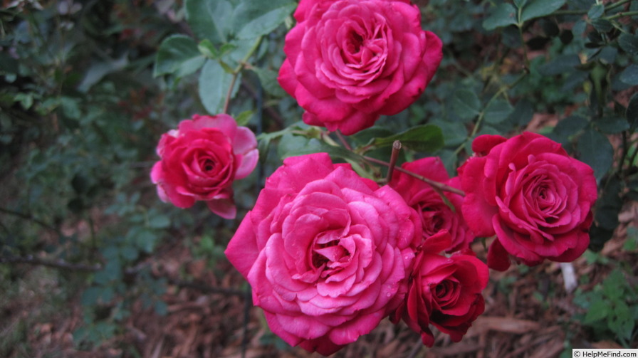 'Lauren Elizabeth (climber, Loe 2016)' rose photo