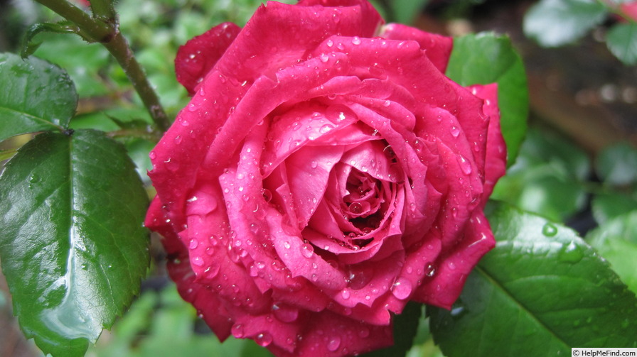 'Lauren Elizabeth (climber, Loe 2016)' rose photo
