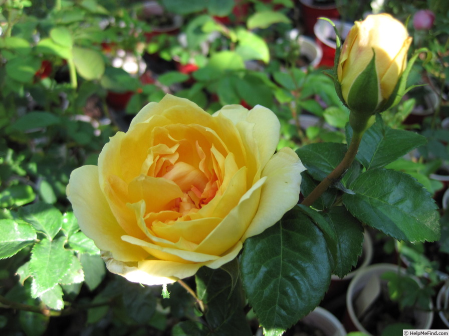 'Sunnyside Bob' rose photo