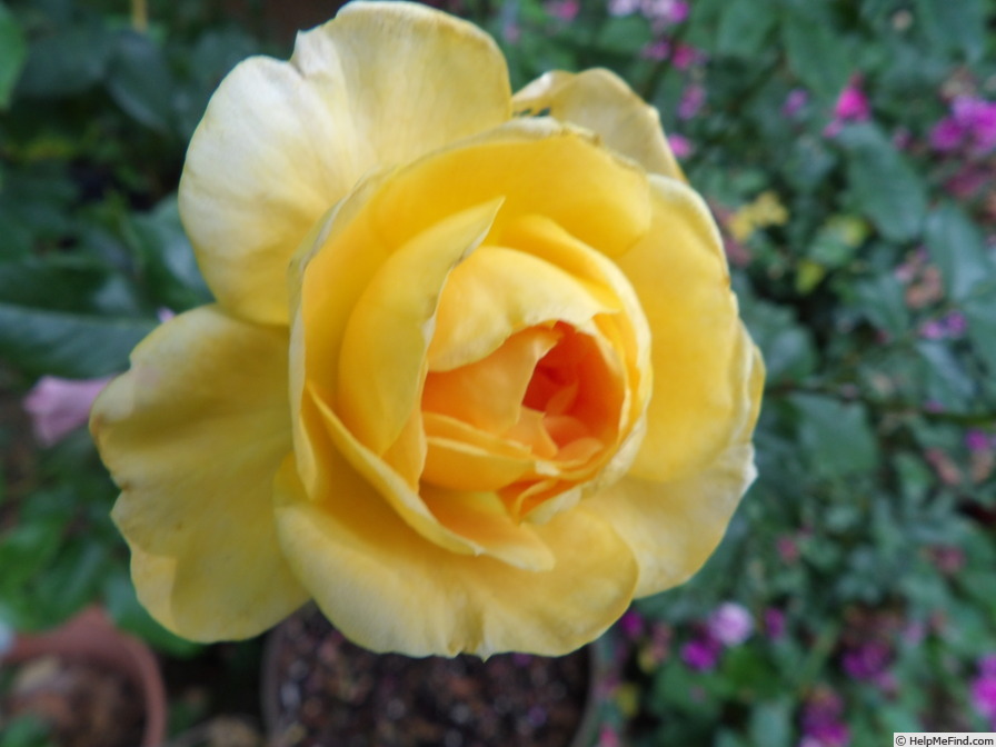 'Sunnyside Bob' rose photo
