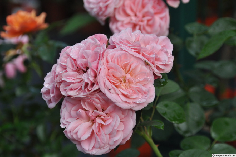 'Bailando' rose photo