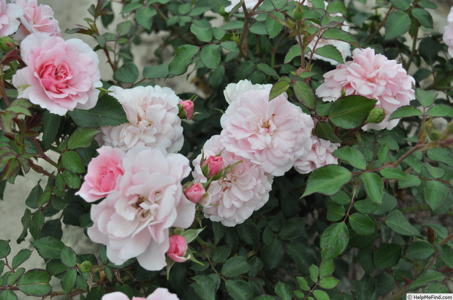 'Bonica ® (shrub, Meilland, 1975)' rose photo
