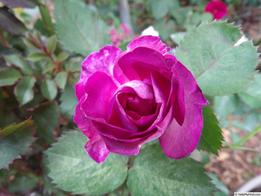 'The Good Dog' rose photo