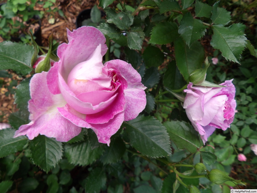 'The Good Dog' rose photo