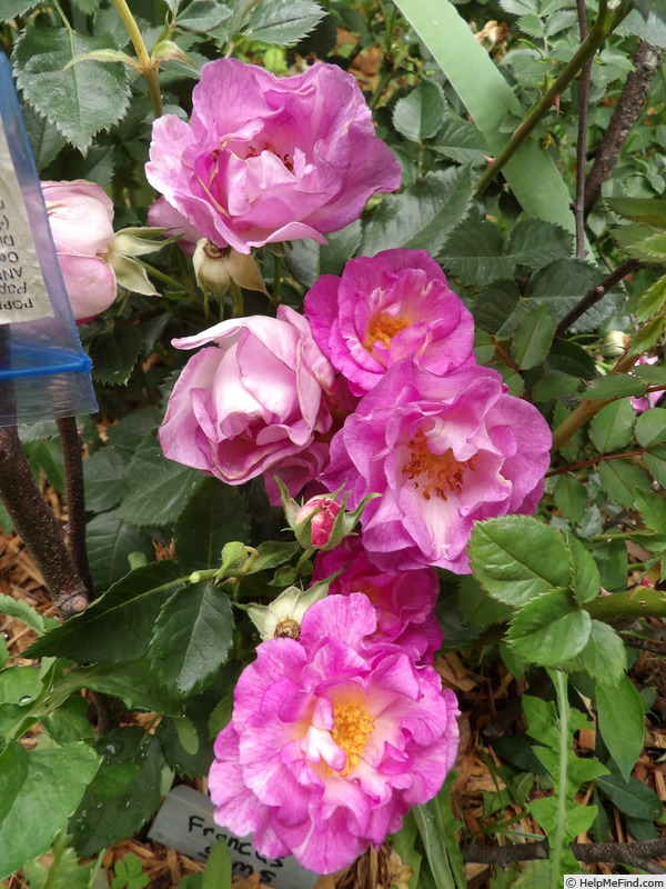 'Frances Sims' rose photo