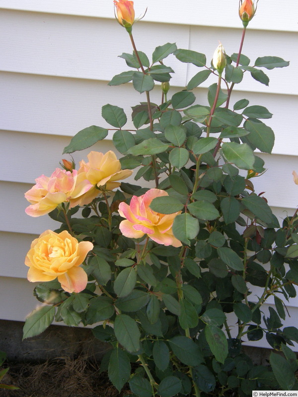 'Strike It Rich ™' rose photo