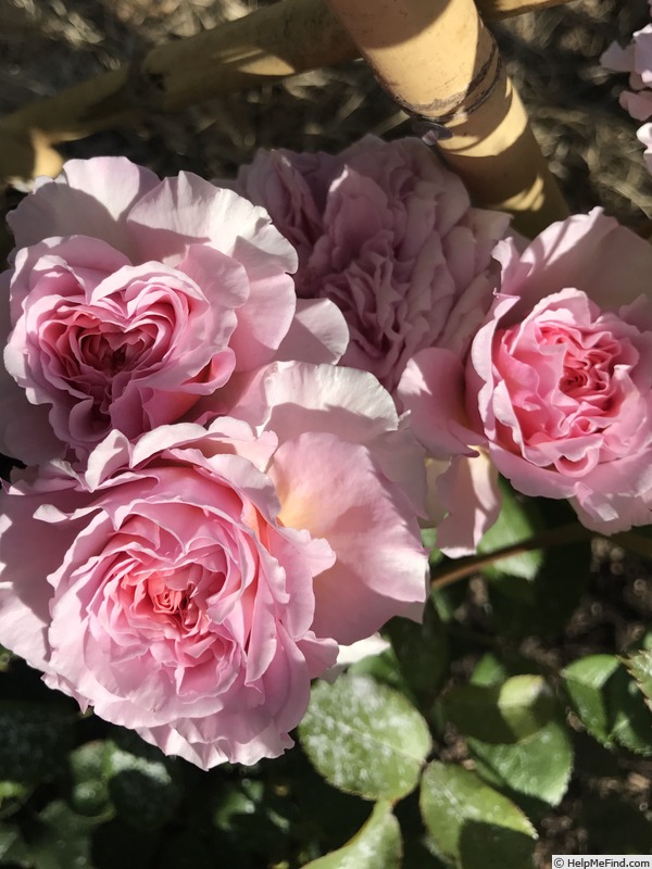 'James Galway' rose photo