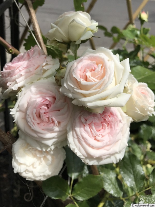 'Eden (Large Flowered Climber, Meilland, 1976/85)' rose photo