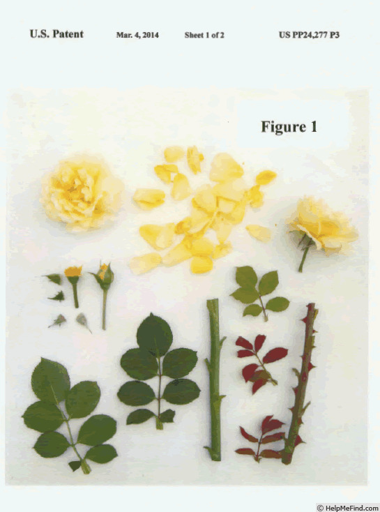 'Poulcas039' rose photo