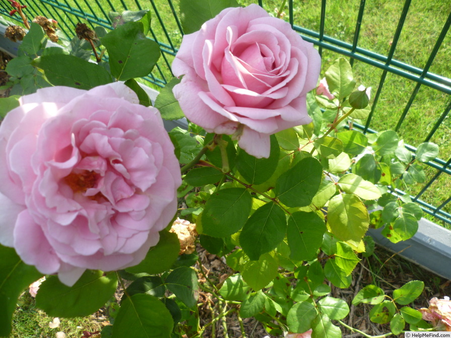 'Frederic Mistral ®' rose photo