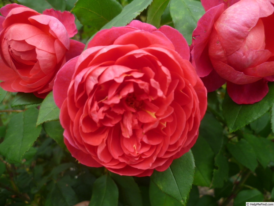 'Benjamin Britten' rose photo