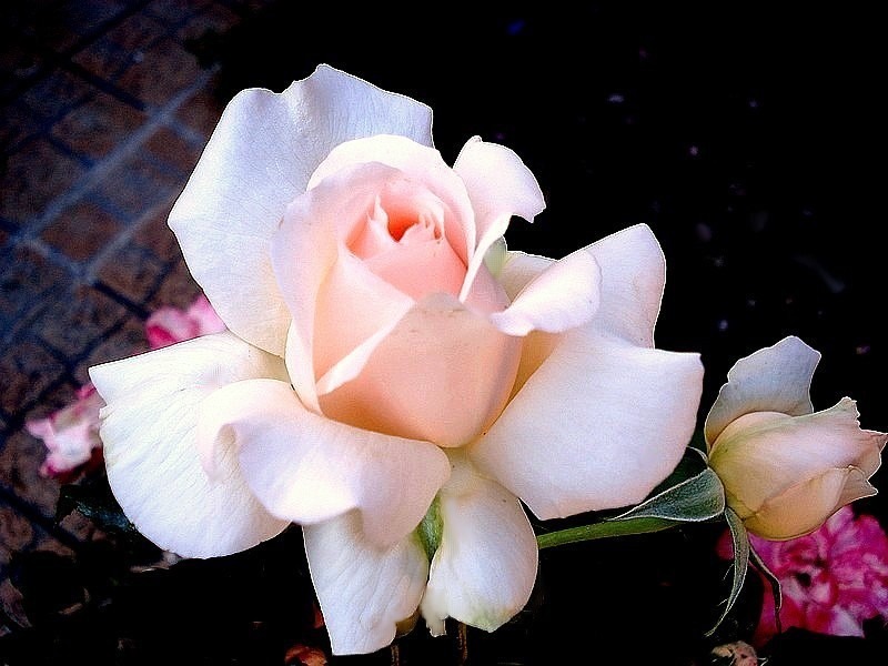 'Sweet Love ® (hybrid tea, 2005, Harkness)' rose photo
