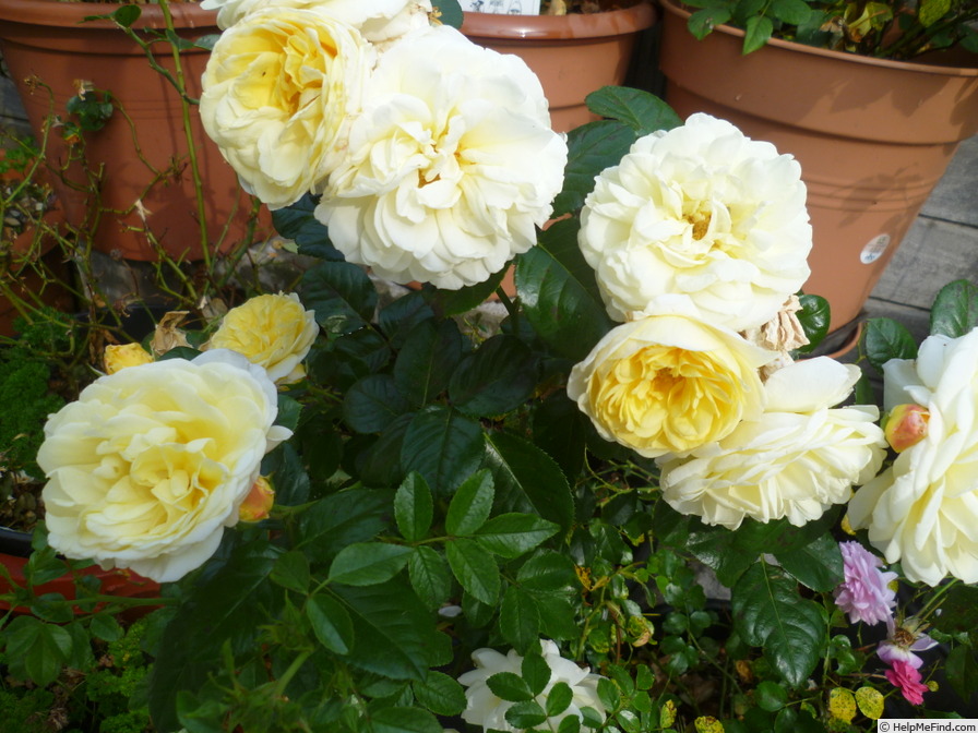 'Bamako' rose photo