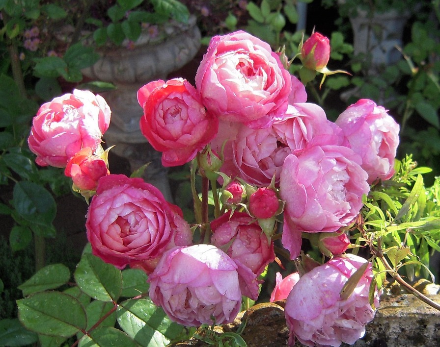 'Ina an' Mona' rose photo