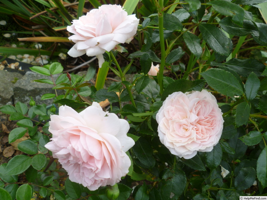 'Joie de Vivre (patio, Kordes 1997)' rose photo