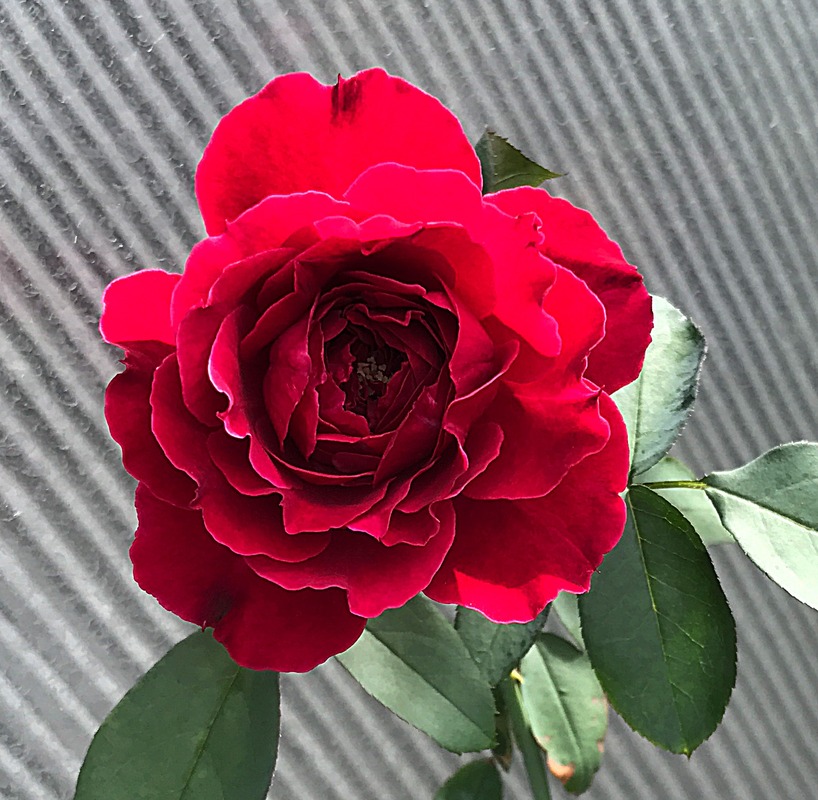 'Odysseia' rose photo