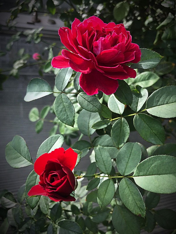 'Odysseia' rose photo
