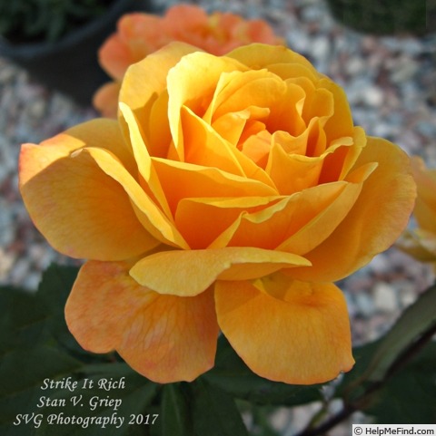 'Strike It Rich ™' rose photo